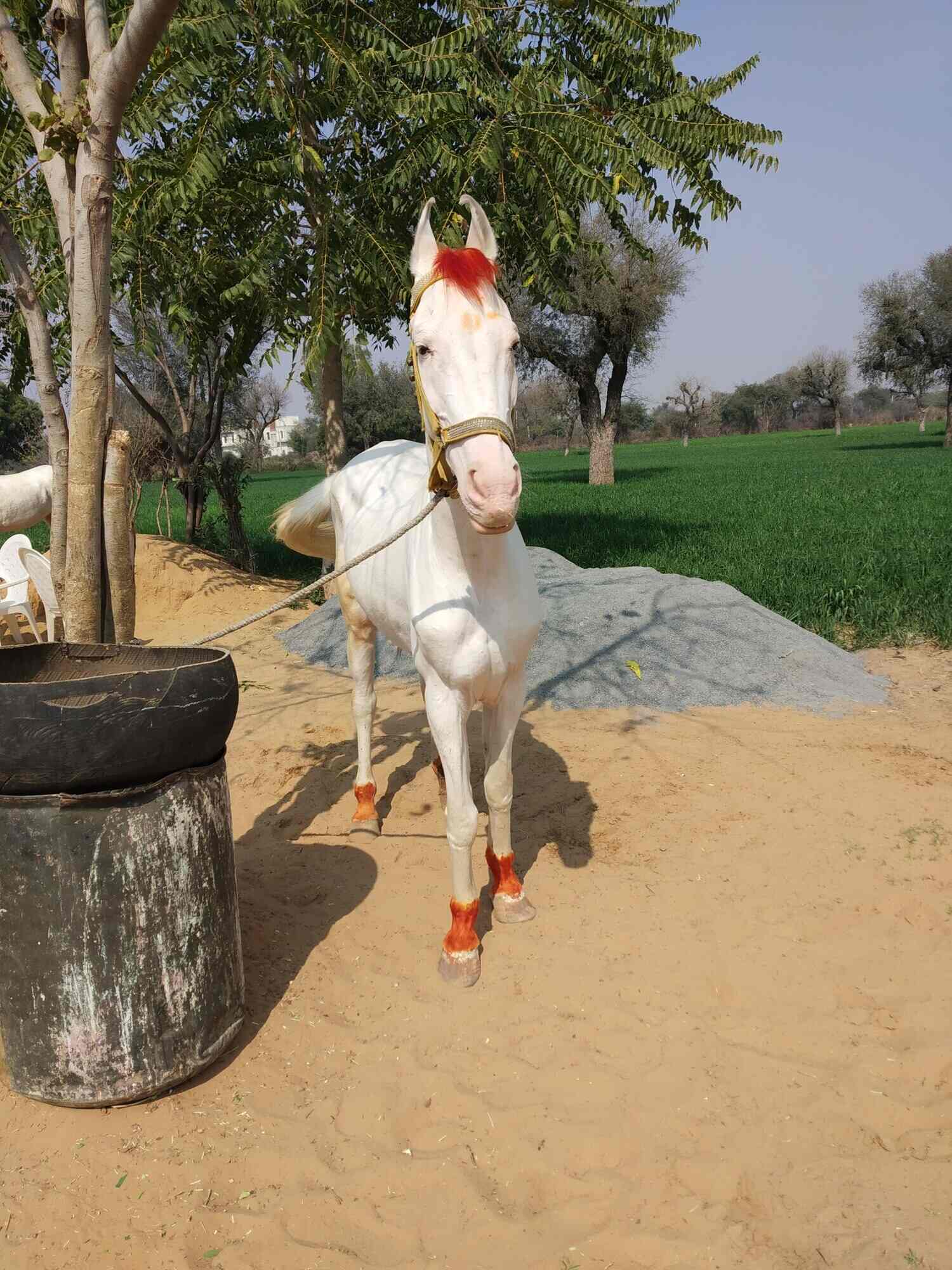 Top Horse Trainers in Lucknow near me Justdial