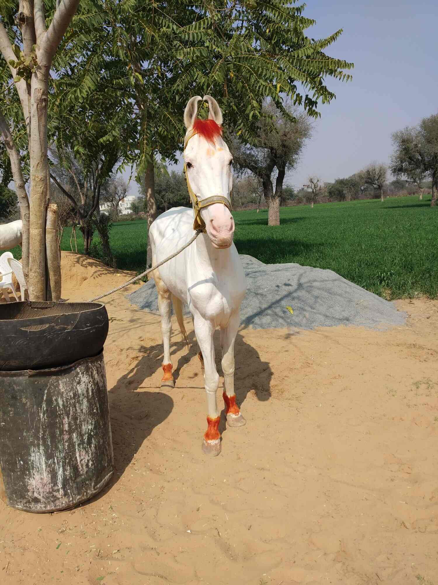 Top Horse Trainers in Lucknow near me Justdial