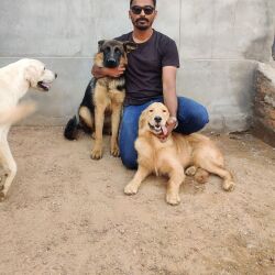 Top Dog Training At Home in Bilara, Jodhpur - Best In Home Dog ...