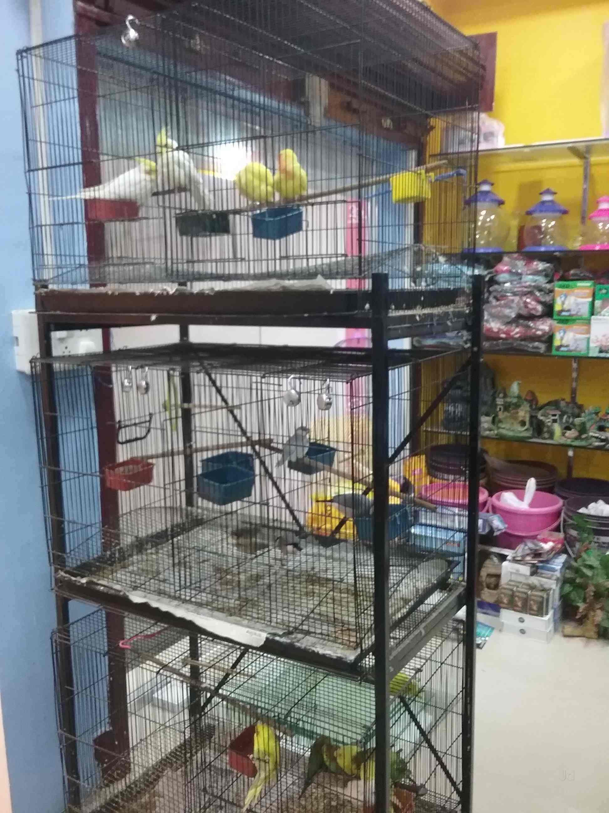 Top Pet Shops For Persian Cat Having Cat in Babupatty Best Pet Shops