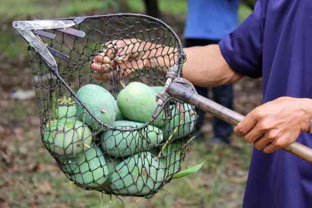 Dharm-Bhakti Kesar Mango Farm in Moruka,Junagadh - Best Picnic Spots near me in Junagadh - Justdial