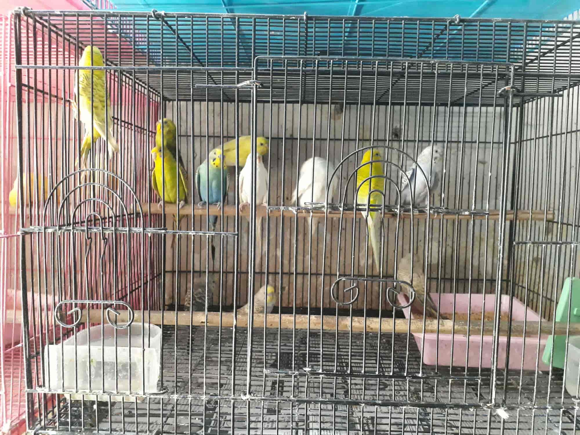 bird pet shop
