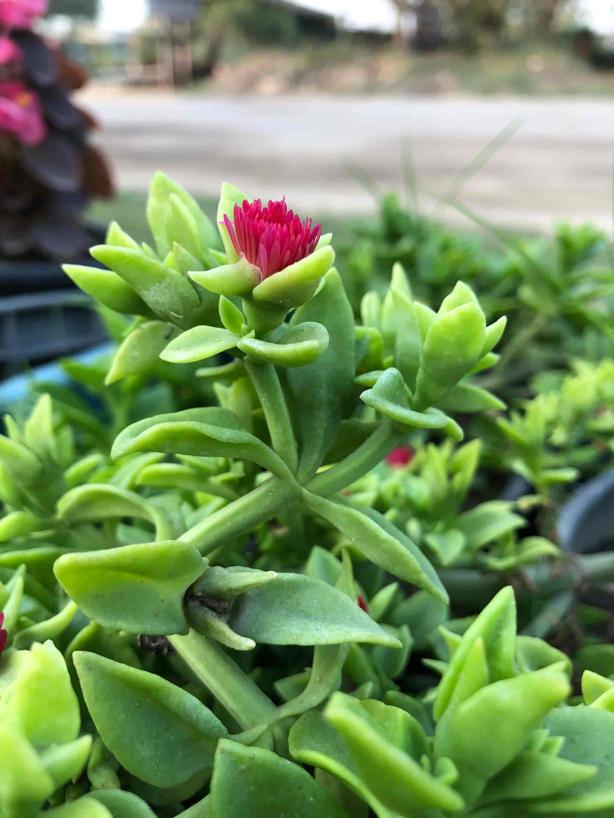 Top Plant Nurseries in Tigriya Khadar,JyotibaPhuleNagar Best Government Plant Nurseries near