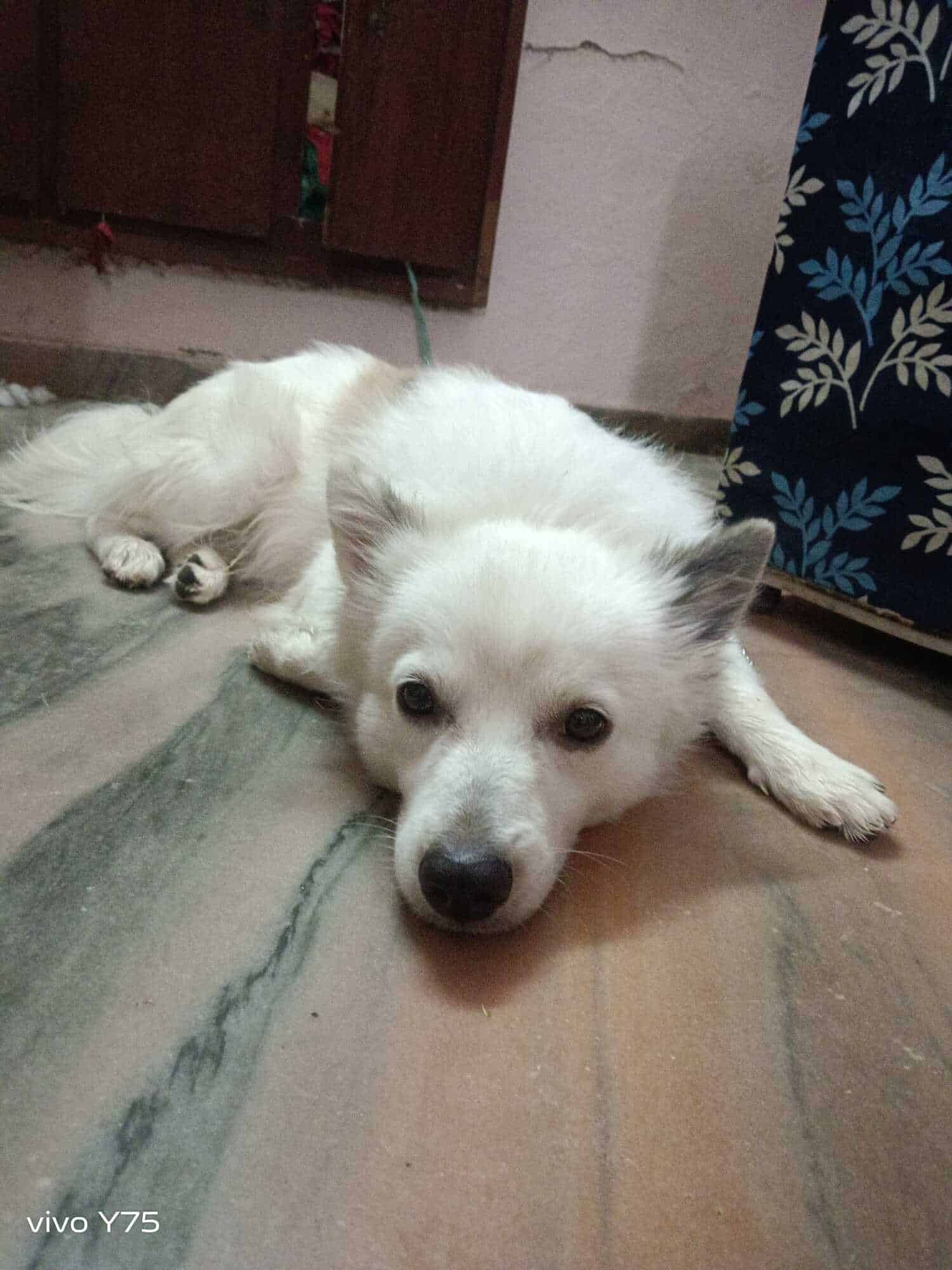 Top Pet Shops in Kadapa Best Pet Store near me Justdial