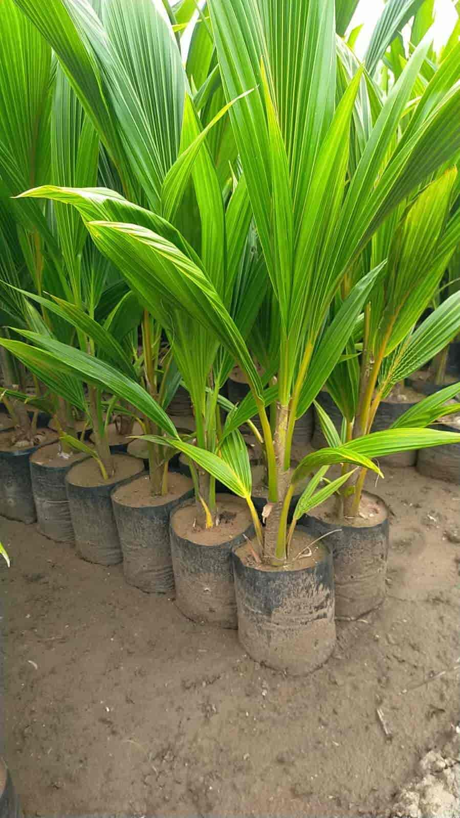 Top Amantran Nursery Plant Nurseries in Vijayawada Best Amantran