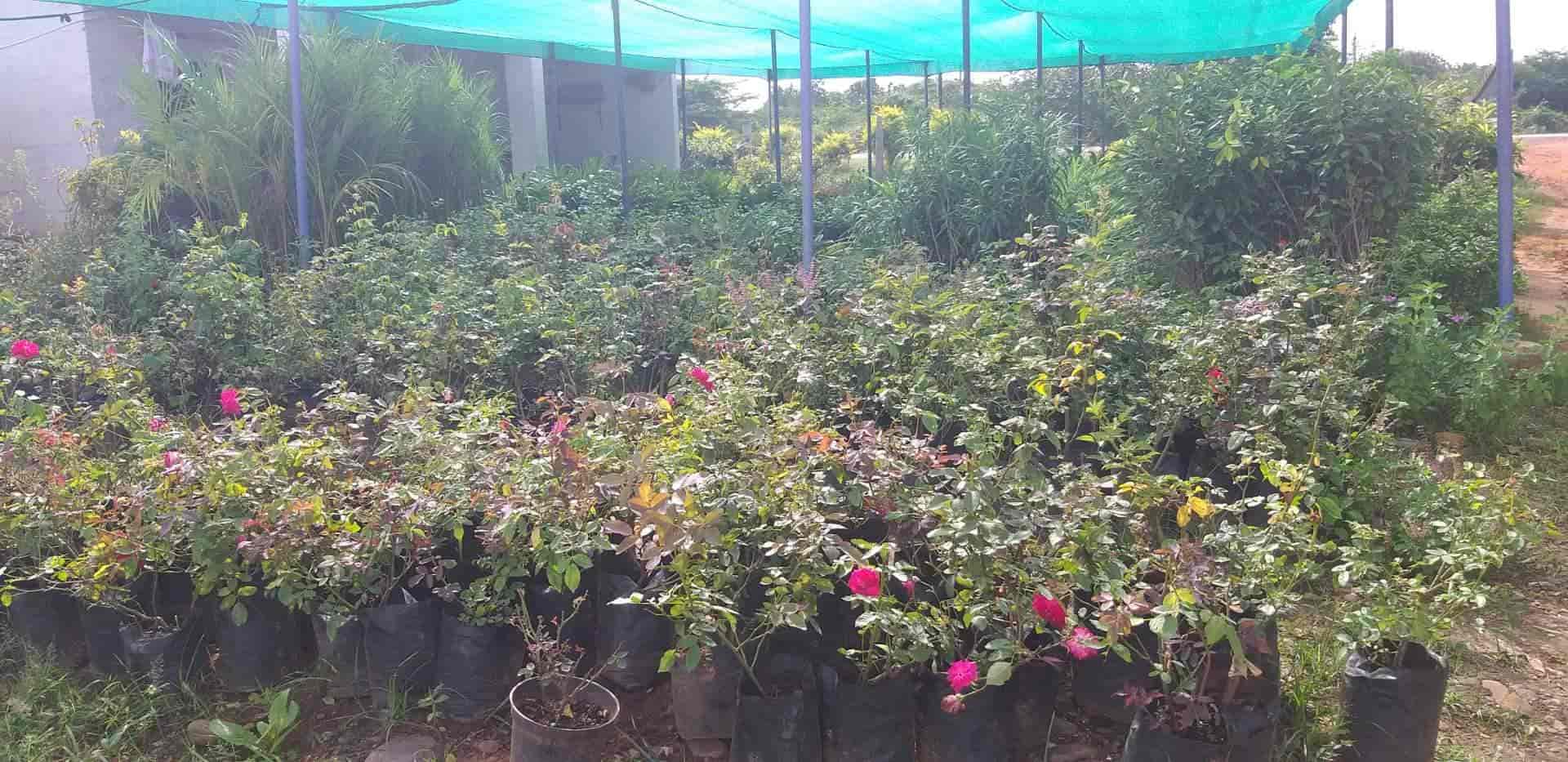 Top Amantran Nursery Plant Nurseries in Vijayawada Best Amantran