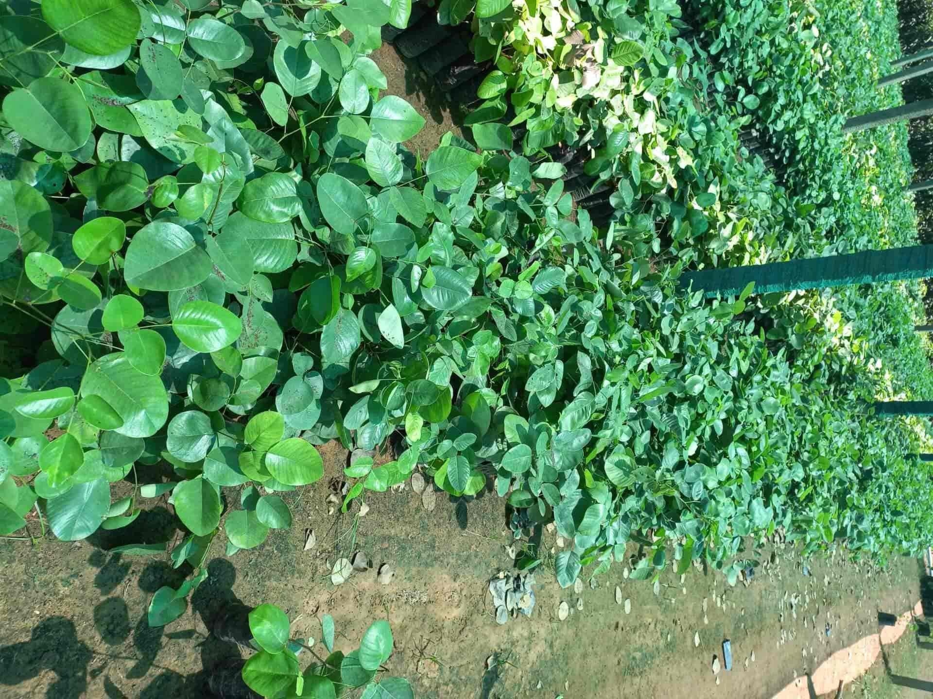 Top Nursery Plants Manufacturers in Nayudupeta, Nellore नर्सरी