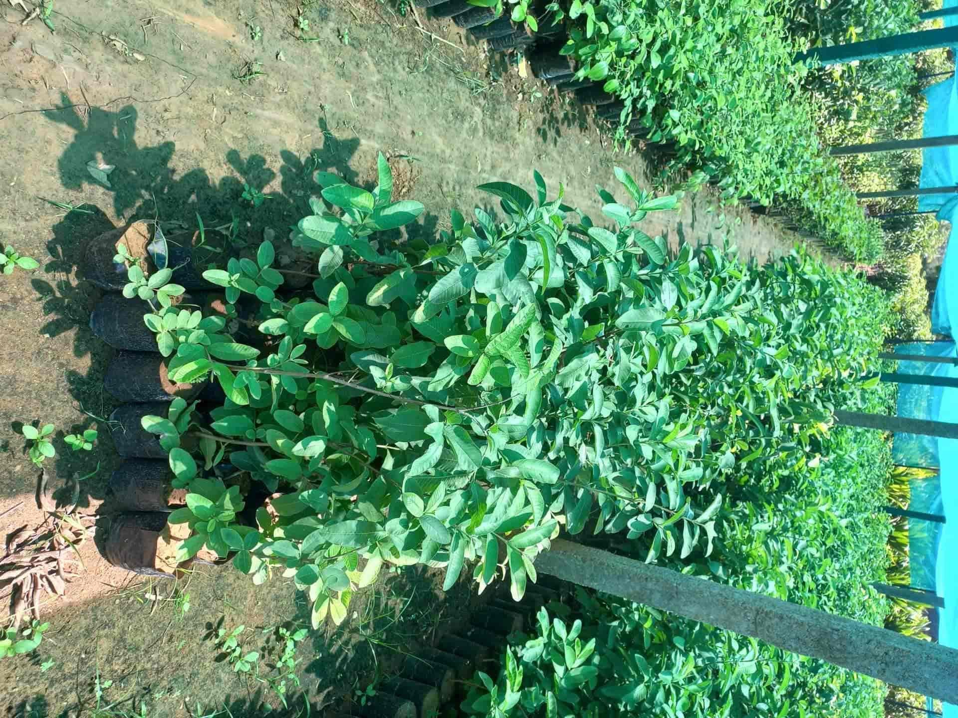 Top Nursery Plants Manufacturers in Nayudupeta, Nellore नर्सरी