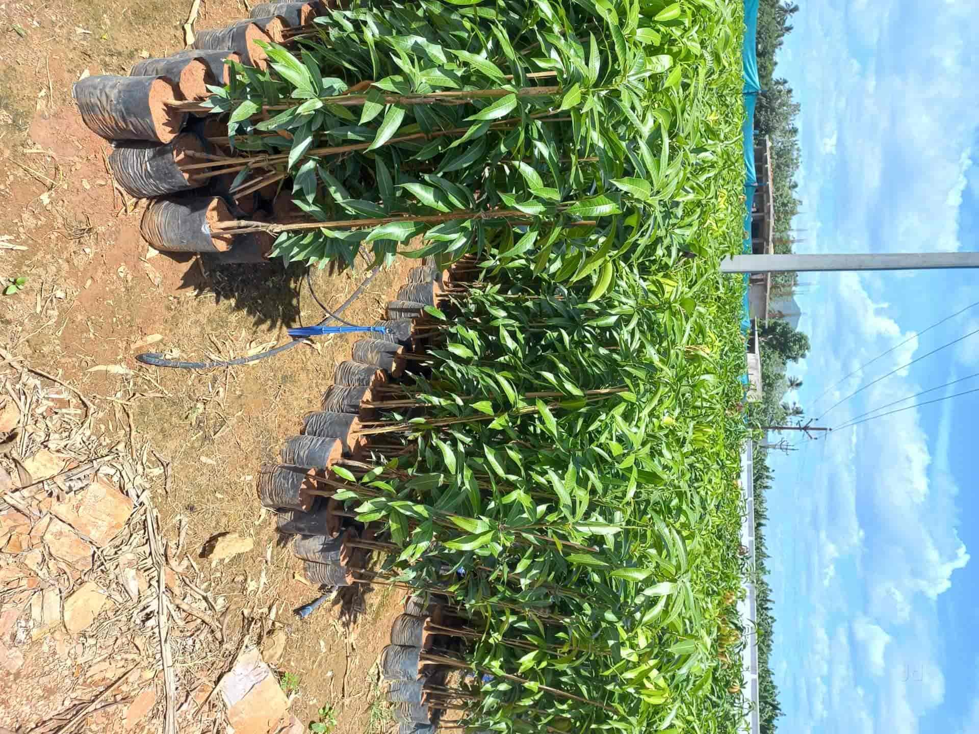 Top Nursery Plants Manufacturers in Nayudupeta, Nellore नर्सरी