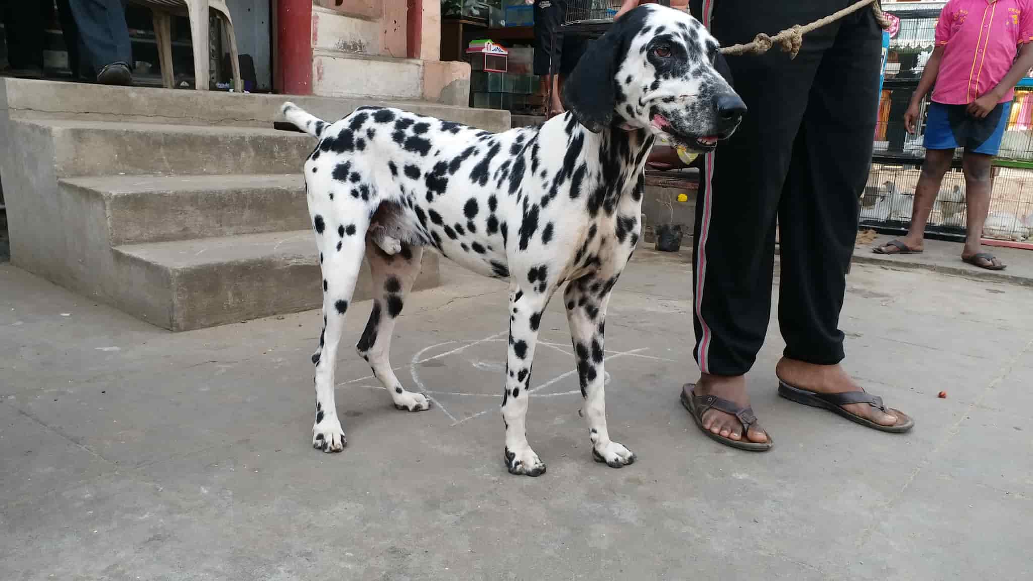 Top Pet Shops For Golden Retriever Dog in Rajahmundry Best Pet Stores