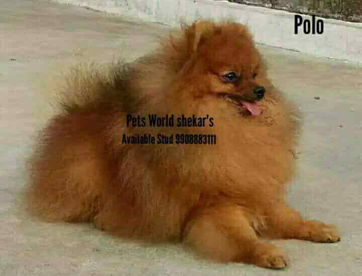 Top Pet Shops For Golden Retriever Dog in Rajahmundry Best Pet Stores