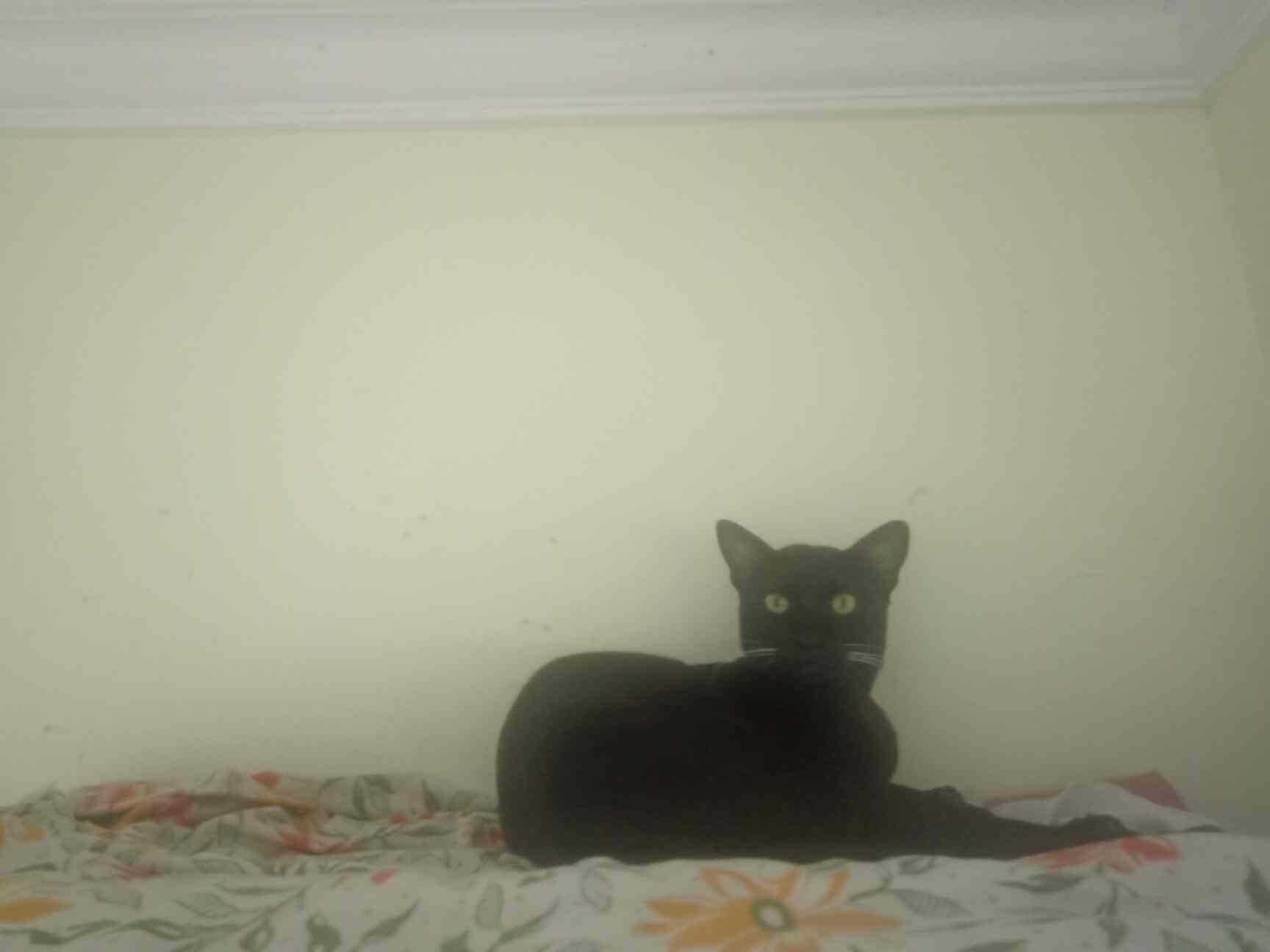 Top Cat Hostels in Dudh Nakah Best Cat Boarding Services Mumbai near