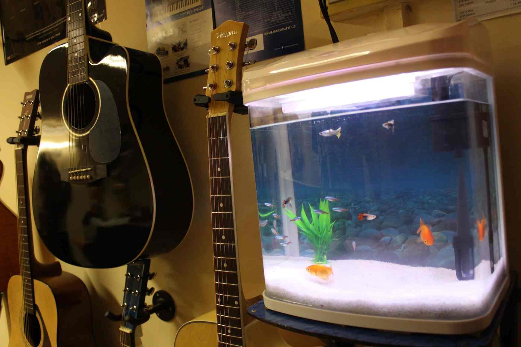 Top Guitar Dealers in Kalyan West Best Guitar Shops Justdia