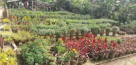 Top 5 Plant Nurseries In Kalyani Ho Best Nursery Services New Green Palace Nursery