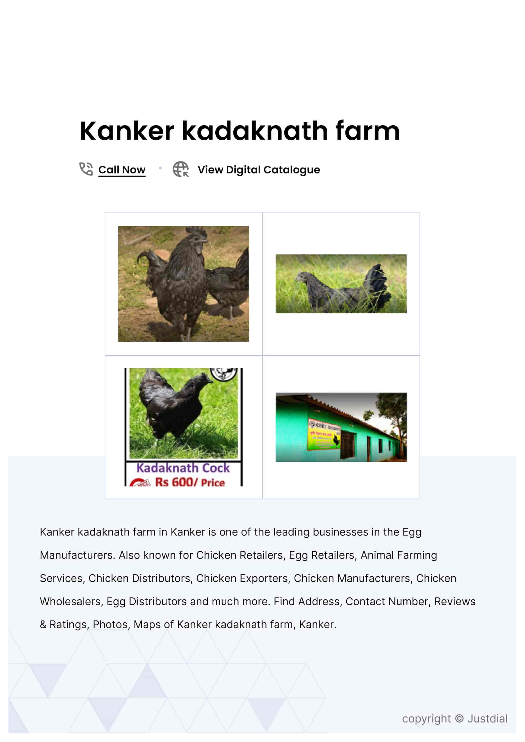 White Pekin Duck in Vadodara at ₹ 300 Unit by Kanker kadaknath