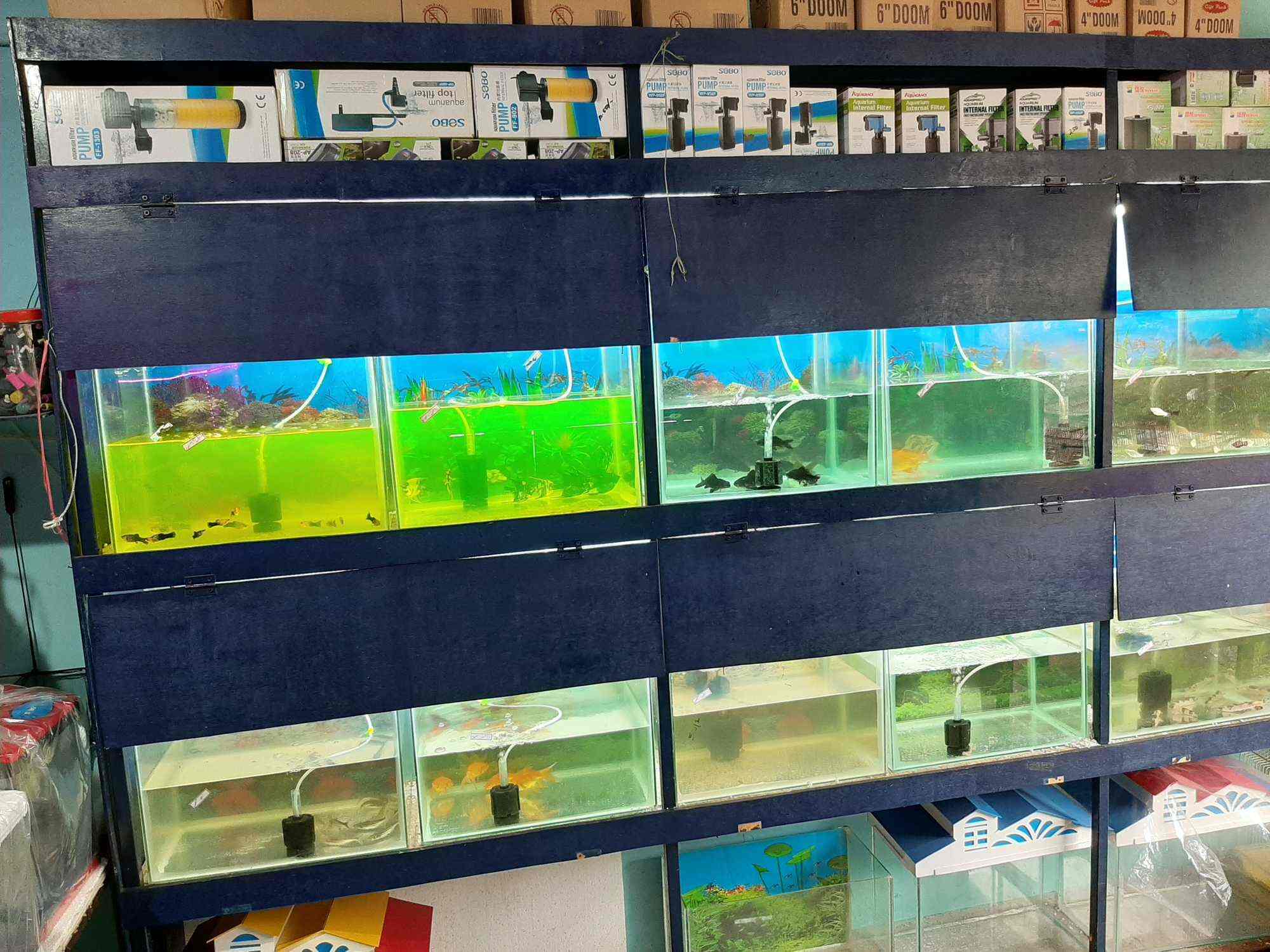 Al Raaz Pets in Taliparamba,Kannur Best Fish Tank Dealers in Kannur
