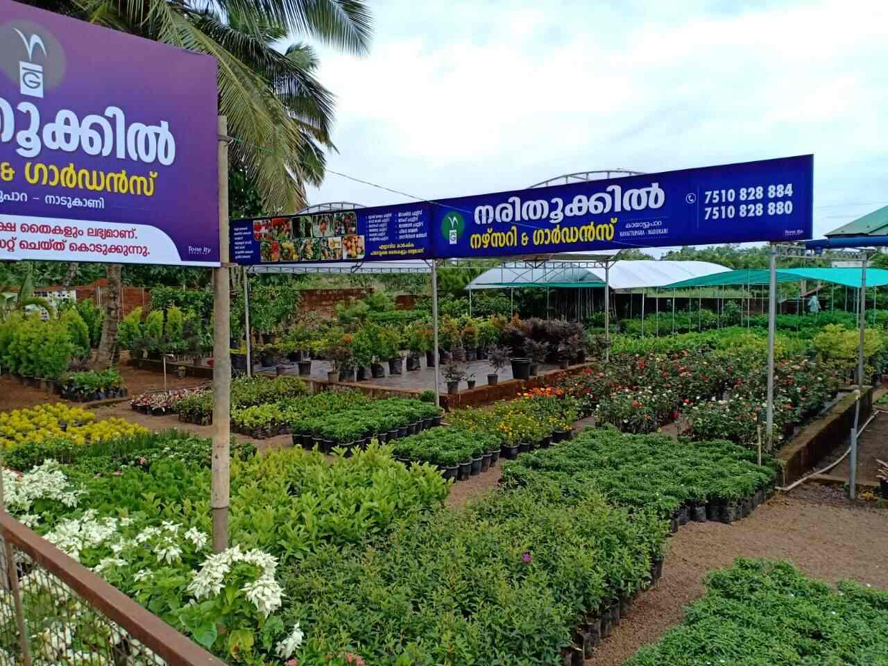 Narithookkil Rubber Nursery And Gardens, Iritty Plant Nurseries in