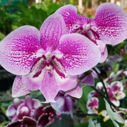 Panpit Garden Center Irinavu Plant Nurseries In Kannur Justdial