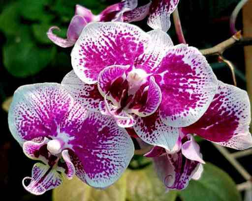 Panpit Garden Center Irinavu Plant Nurseries In Kannur Justdial