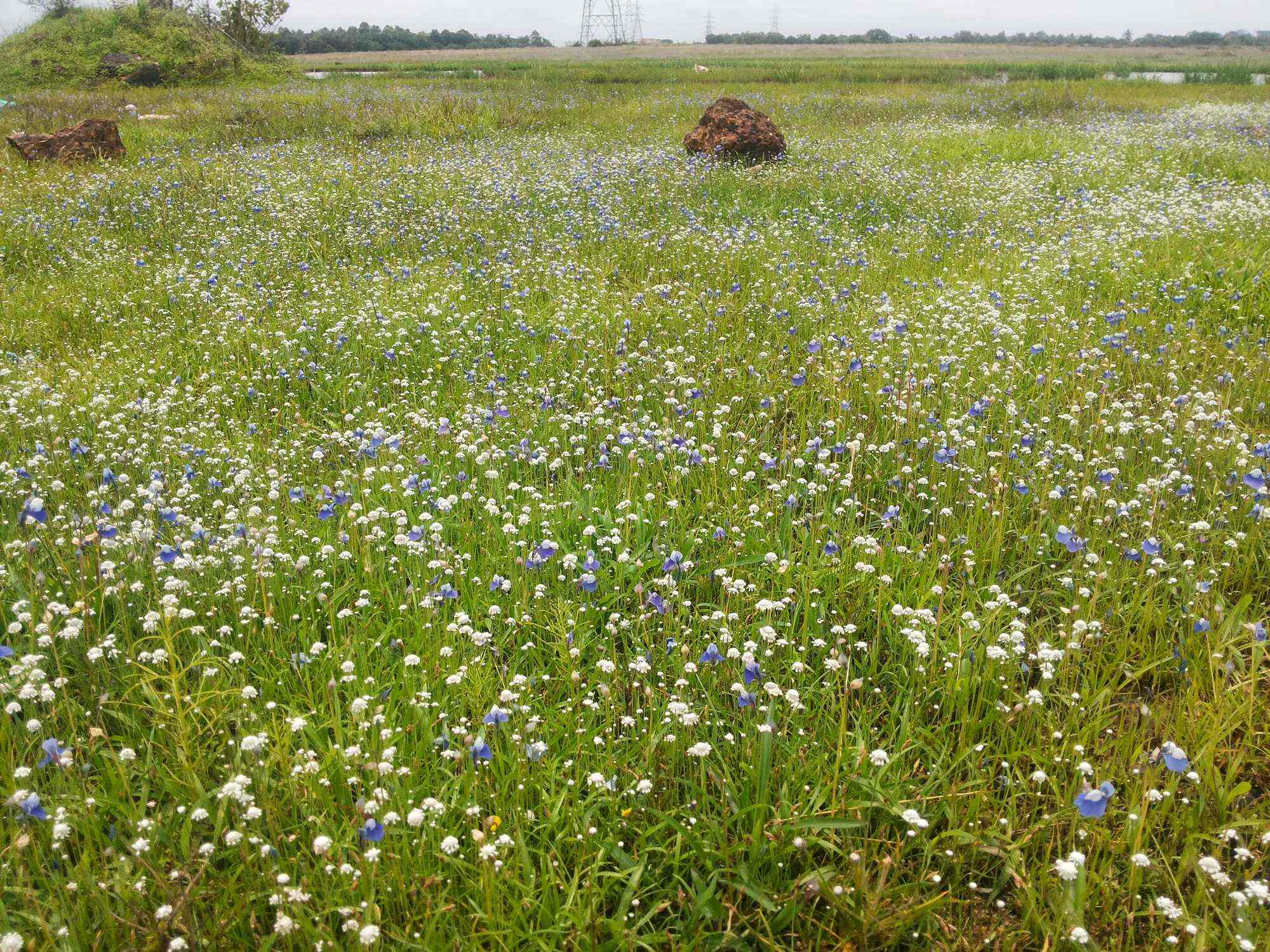 Top Car Rental in Iritty, Kannur Best Car Hire Rental Cars Near Me