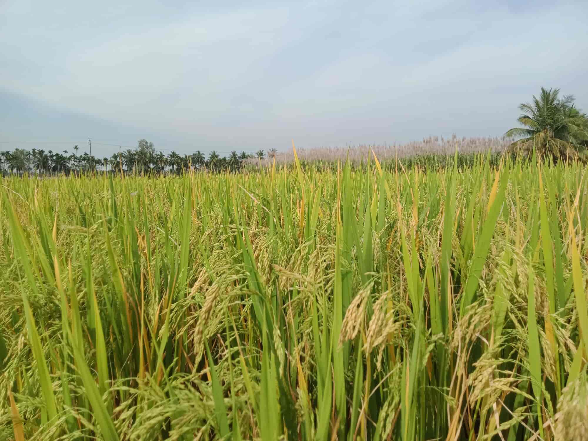 Top Car Rental in Iritty, Kannur Best Car Hire Rental Cars Near Me