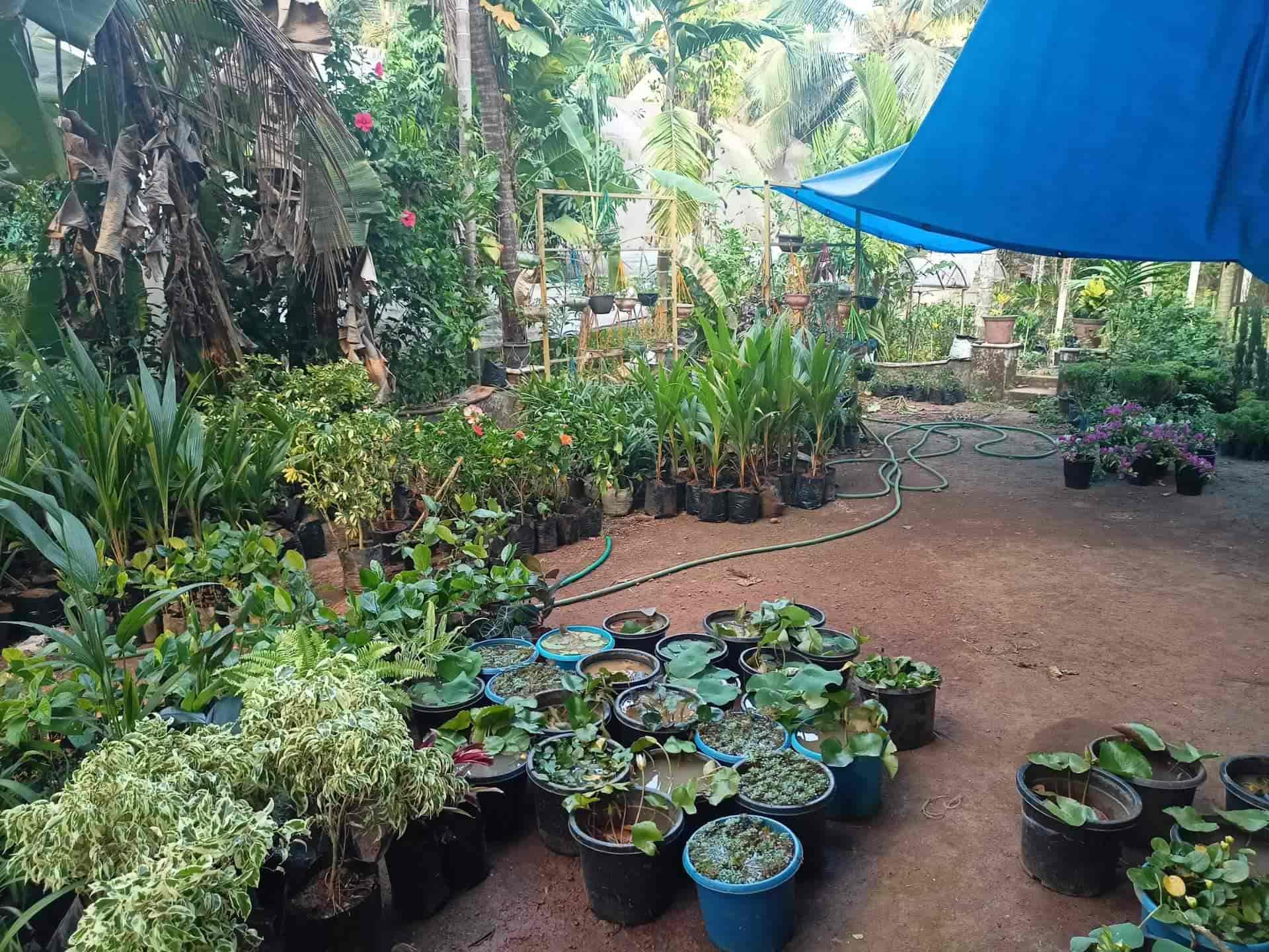 Top Plant Nurseries in Kannur Best Goverment Plant Nurseries near me