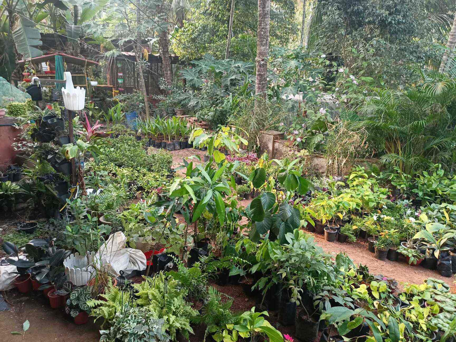 Top Plant Nurseries in Kannur Best Goverment Plant Nurseries near me