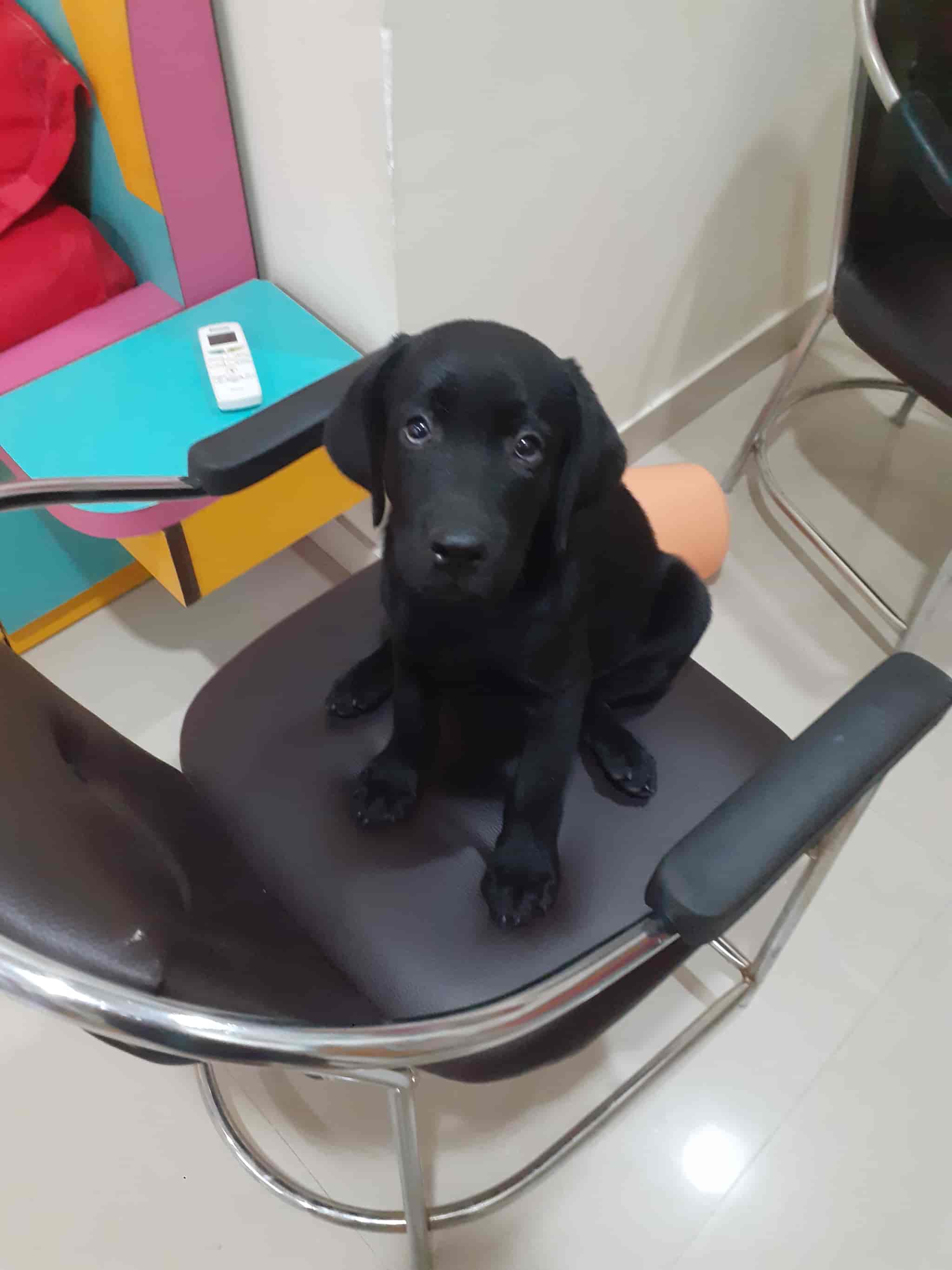 Saloni Dog Sales, Lal Bangla Pet Shops in Kanpur Justdial