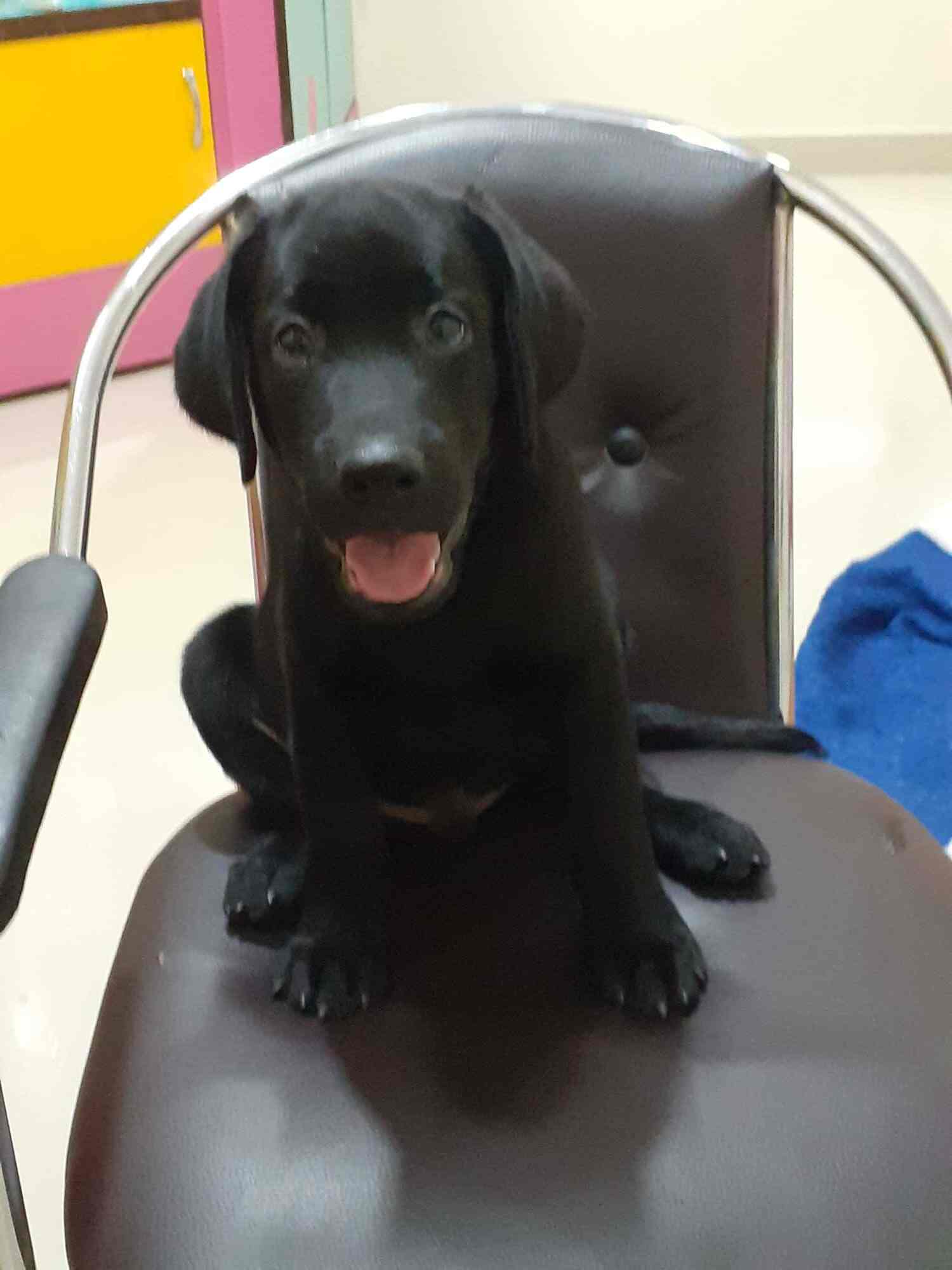 Saloni Dog Sales, Lal Bangla Pet Shops in Kanpur Justdial