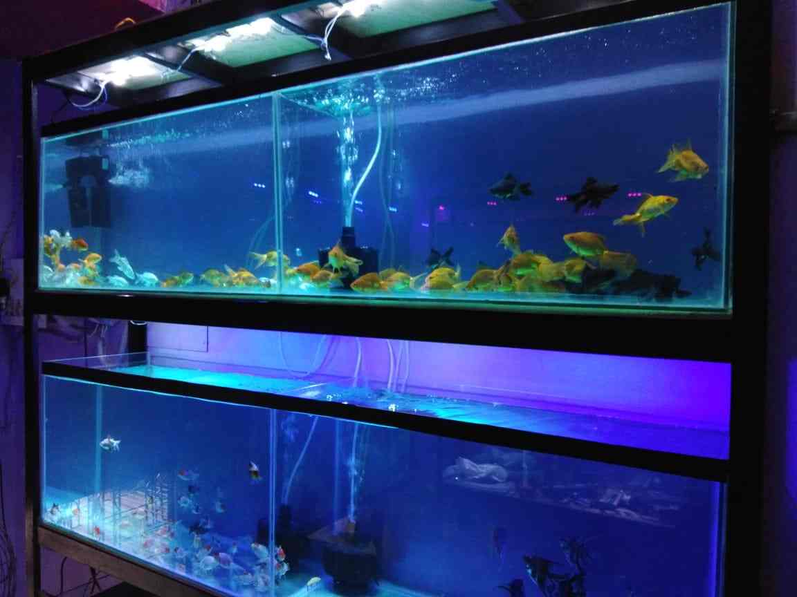 Top 10 Fish Aquarium Dealers In Karachi Khana Best Fish Aquarium Shops Justdial