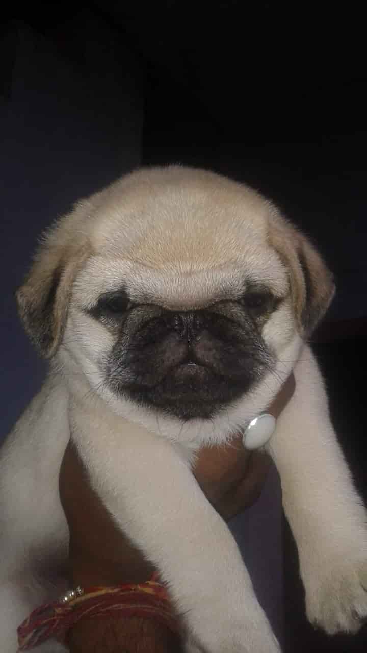 pug pet shop near me