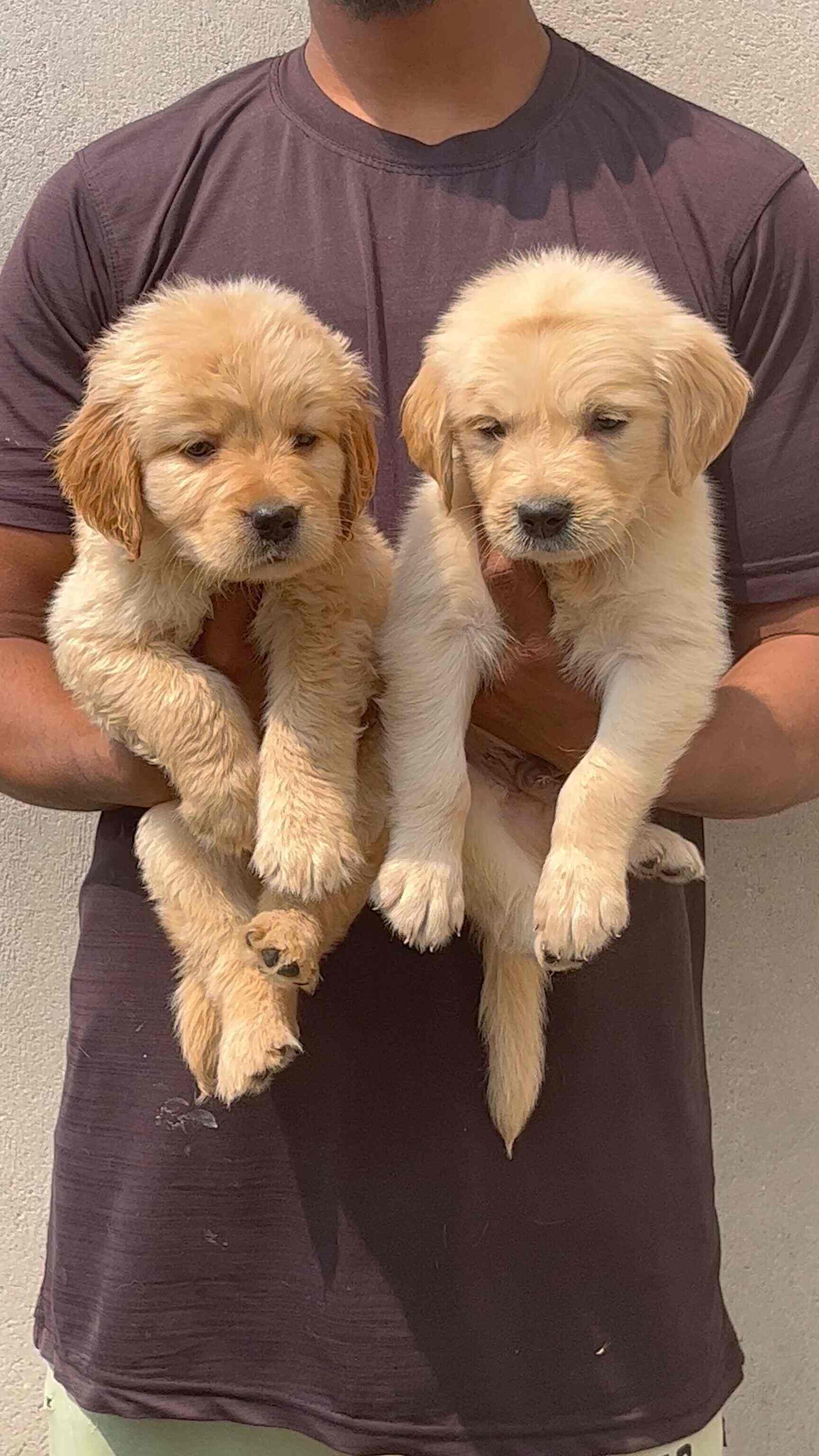 Yadav Ji Pet Shop in Bara,Kanpur Book Appointment Online Best Pet Shops in Kanpur Justdial