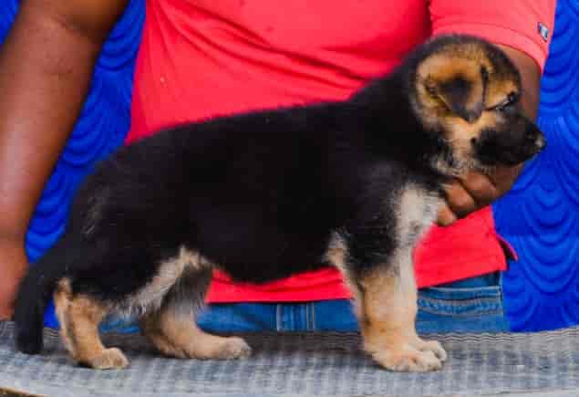 olx german shepherd price