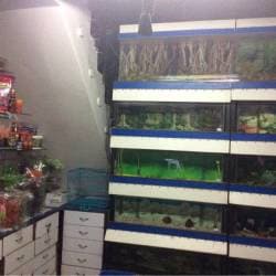 Aquarium fish dealers hotsell