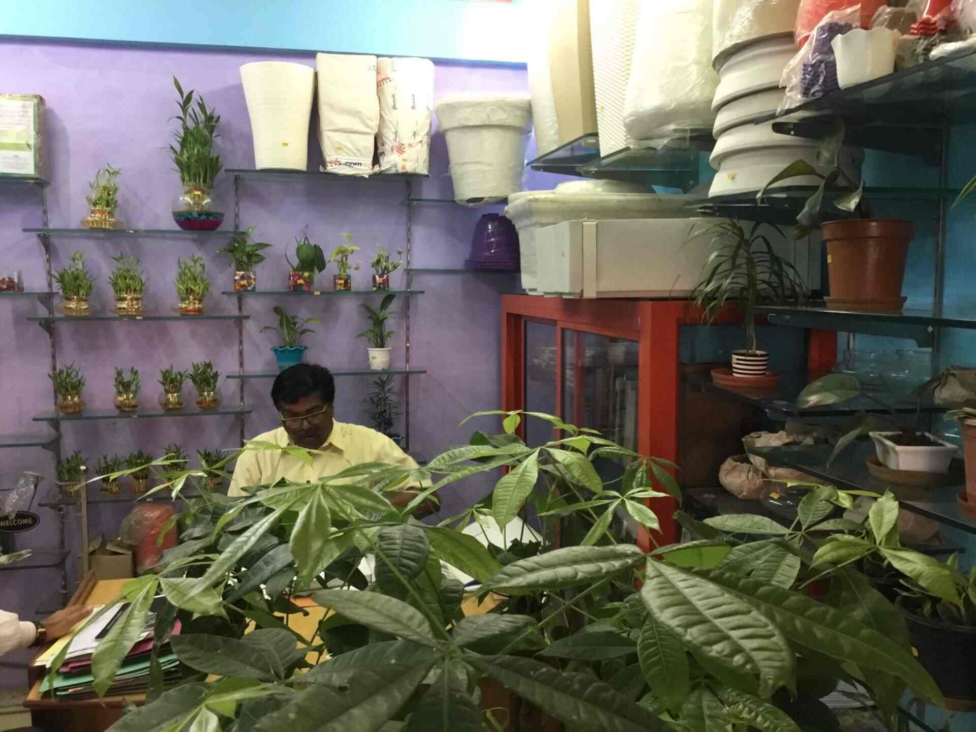Top Tree Nurseries in Lal Bangla Best Nursery Tree Creepers Kanpur