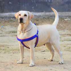 Labrador dog body outlet belt