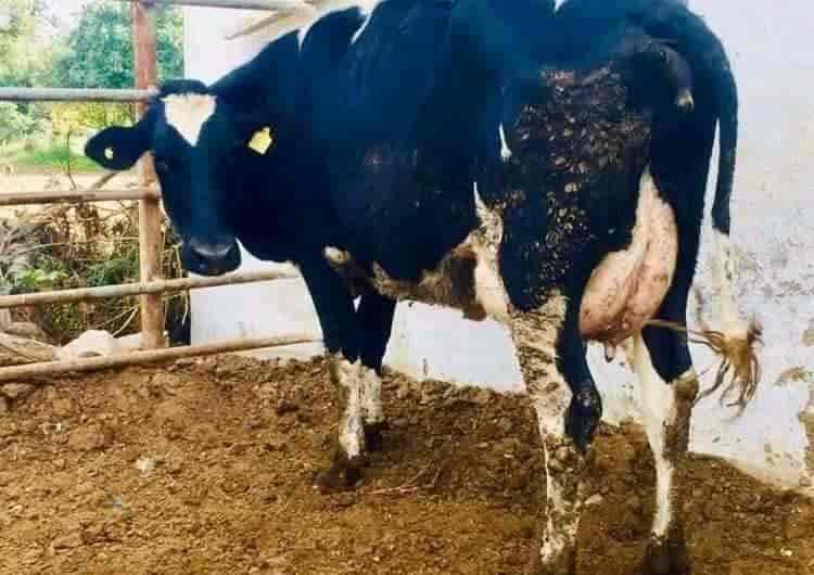 Top Cow Suppliers in Ludhiana - Best Cow Dealers near me - Justdial