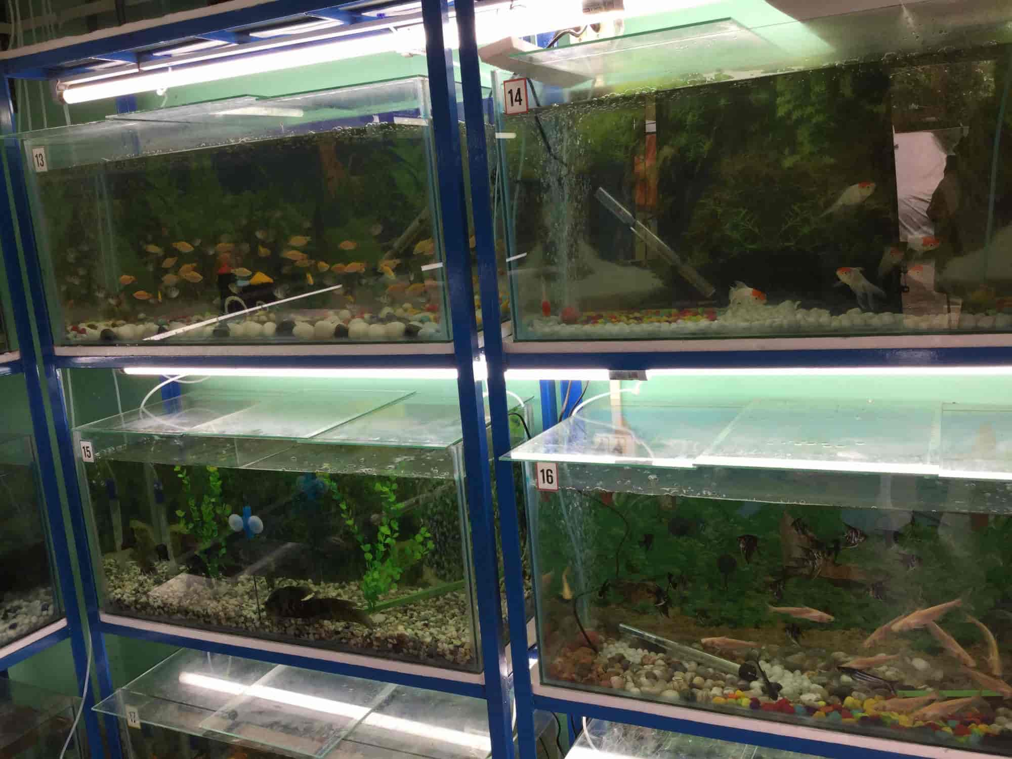Astha Aqua Zone in KEONJHAR NEW MARKET Keonjhar Best Aquariums