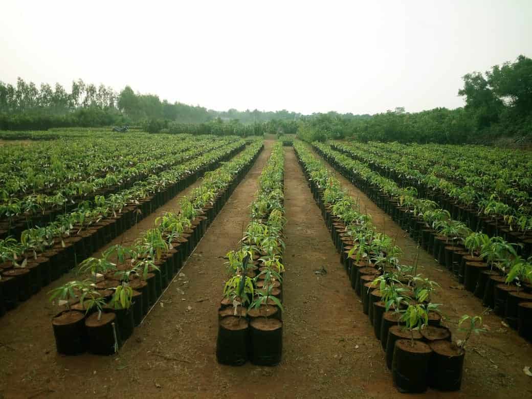 Catalogue Sai Krishna Nursery in Mandalapalli , Khammam Justdial