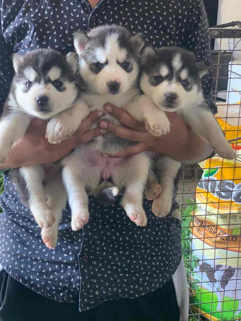 Top Wooden Dog Kennel Dealers in Khanna near me Justdial