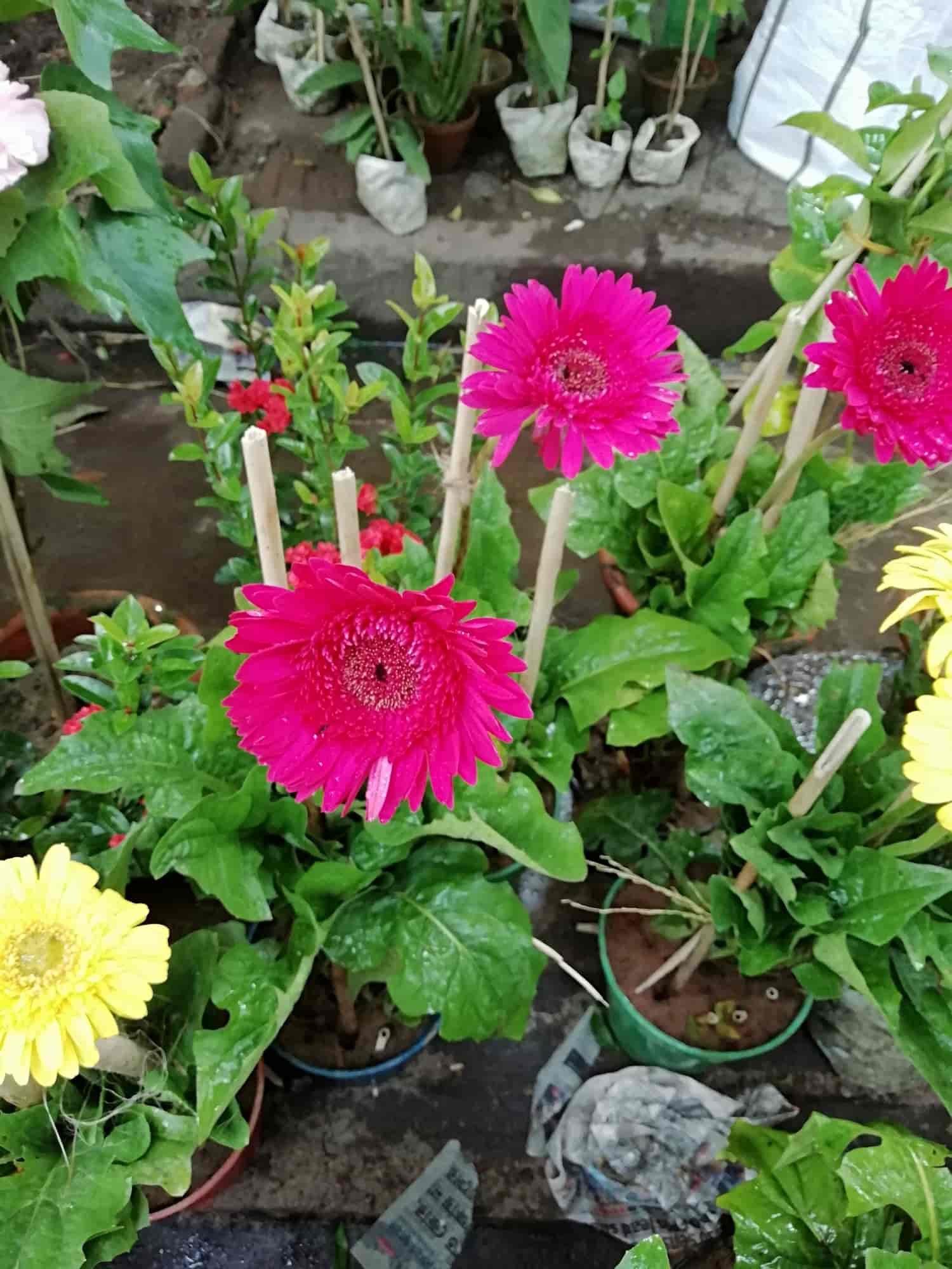 Top Plant Nurseries in Sankoa,Kharagpur Best Government Plant Nurseries near me Justdial