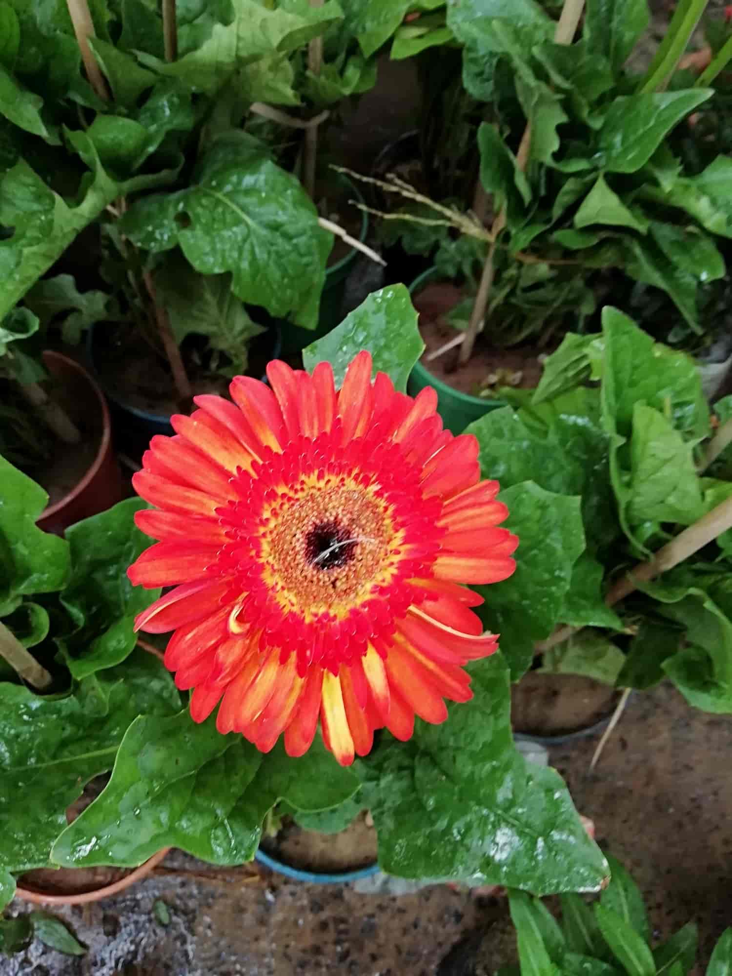 Top Plant Nurseries in Sankoa,Kharagpur Best Government Plant