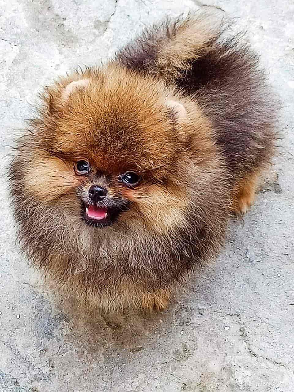 Top 20 Pet Shops For Labrador Dog in Kharar Best Labrador Dog Dealers