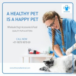 The Small Animal in Kharar,Chandigarh - Best Pet Shops For Dog in Chandigarh - Justdial The Small Animal in Kharar,Chandigarh - Best Pet Shops For Dog in Chandigarh - Justdial