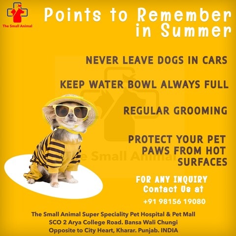 The Small Animal in Kharar,Chandigarh - Best Pet Shops For Dog in Chandigarh - Justdial The Small Animal in Kharar,Chandigarh - Best Pet Shops For Dog in Chandigarh - Justdial
