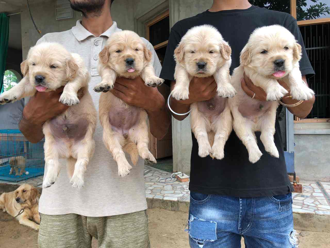 Top Pet Shops in Chandigarh Best Pet Store near me Justdial