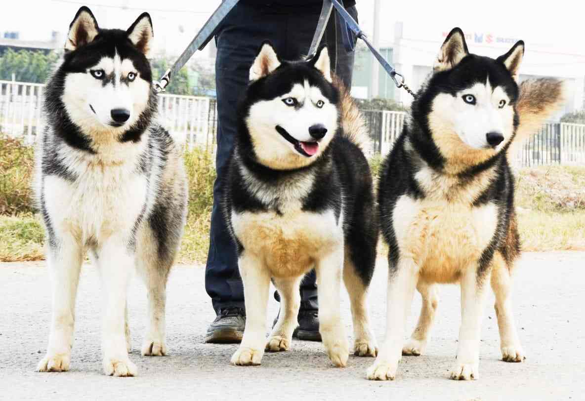 Top Pet Shops in Chandigarh Best Pet Store near me Justdial