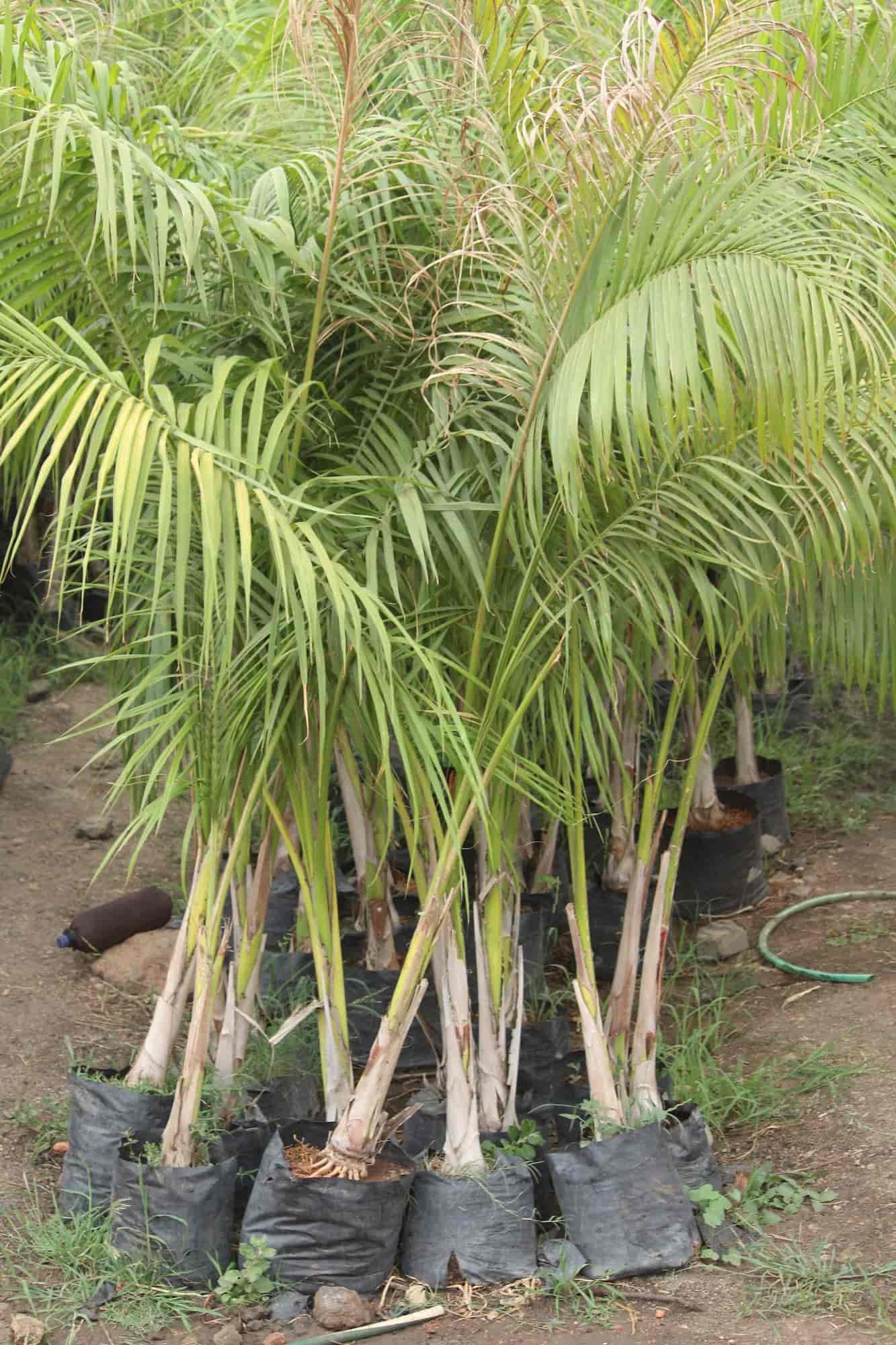 Top Plant Pot Dealers in Indore Best Plant Bowl Dealers near me Justdial