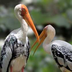 Top Zoo in Kendua - Best Animal Park Howrah near me - Justdial