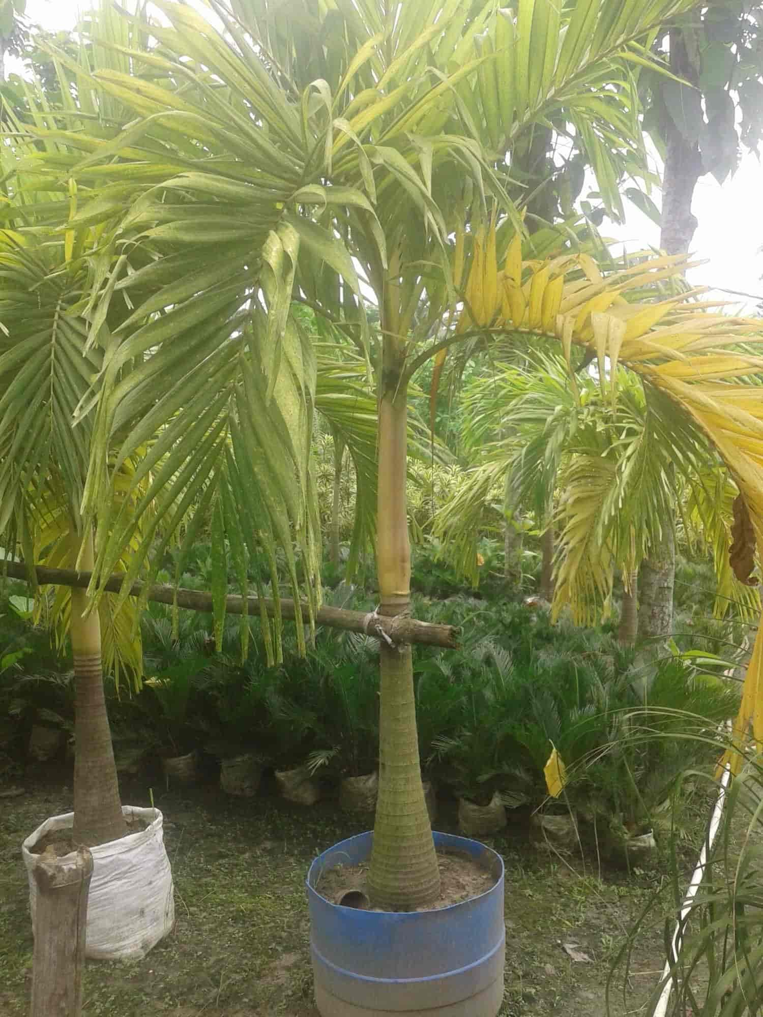 Top Medicinal Plant Dealers in Kolkata Best Plant Medicine Justdial